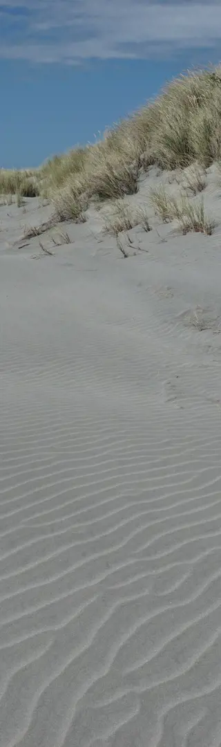 Sanddünen am Farewell Spit